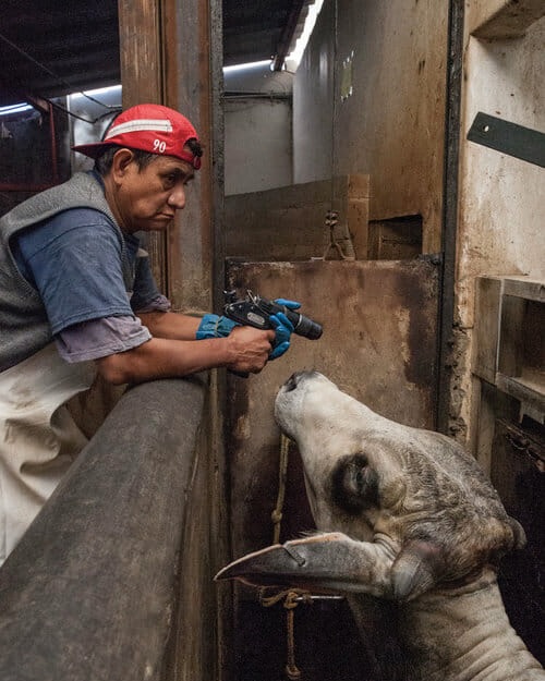 Slaughterhouse worker standing next to a cow, holding a stunning gun.